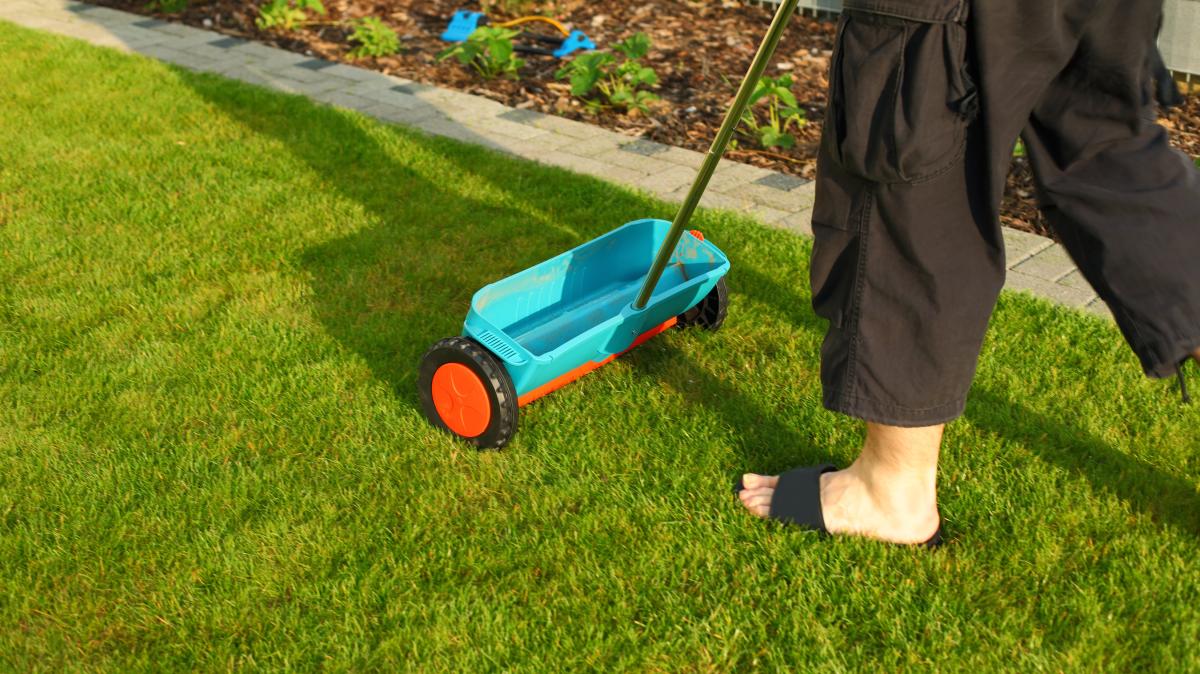 hainbuchenhecke düngen zeitpunkt Bio-Hainbuchenhecke-Dünger kaufen main image 1
