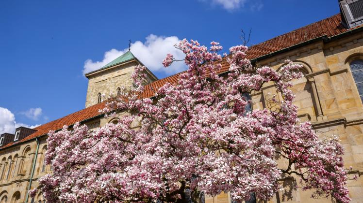 Osnabrück:  #Frühling in Osnabrück_Die Magnolie am Dom steht in voller Blüte.  14.04.2023.  