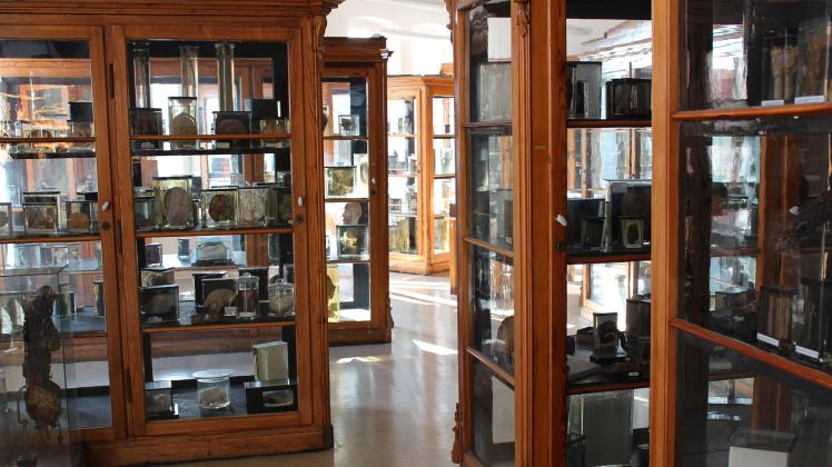Rostocks Anatomische Sammlung wird vorübergehend frei begehbar