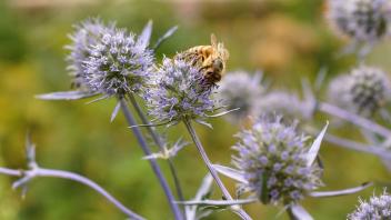Eryngium planum Kleines Manntreu