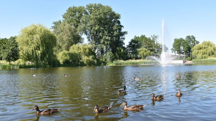 Idylle am Schwanenteich in Reutershagen: Doch ob die Wasserfontäne dieses Jahr sprudeln kann ist noch nicht klar. 