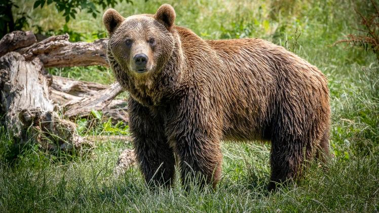 Bear in Somiedo Park, Somiedo, Somiedo-Natural Park, Asturias, Spain Copyright: xLucasxVallecillosx LVM.2-4780