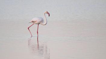Rosaflamingo (Phoenicopterus roseus), Coto de Donana, Spanien, Europa *** Pink Flamingo Phoenicopterus roseus , Coto de 