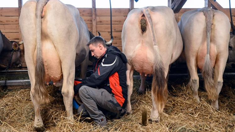 Jungbauer beim Melken, Schweiz, 27.01.2023 *** Young farmer milking, Switzerland, 27 01 2023 PUBLICATIONxNOTxINxSUI