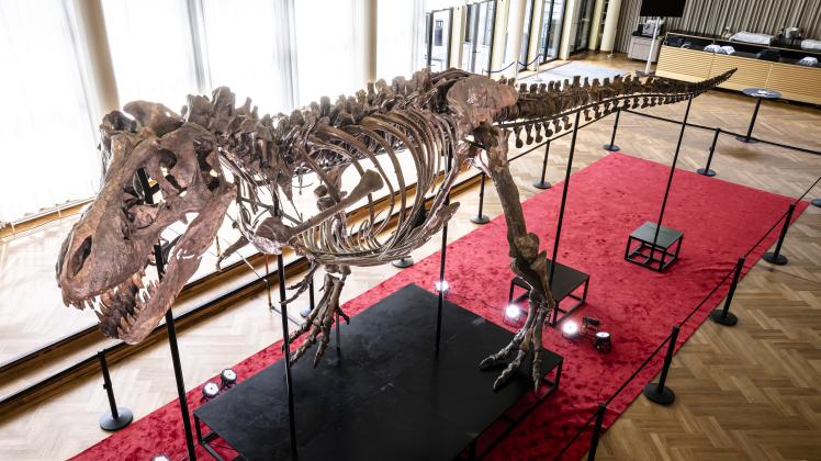 Versteigerung von Tyrannosaurus Rex-Skelett