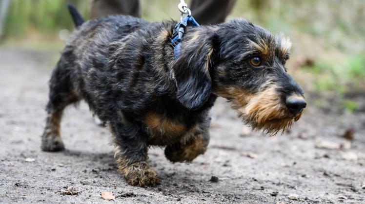 Hunde müssen wieder an die Leine