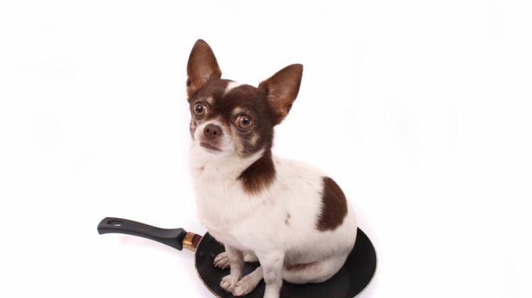 chihuahua in the pan on the white background PUBLICATIONxINxGERxSUIxAUTxONLY Copyright: 30248938