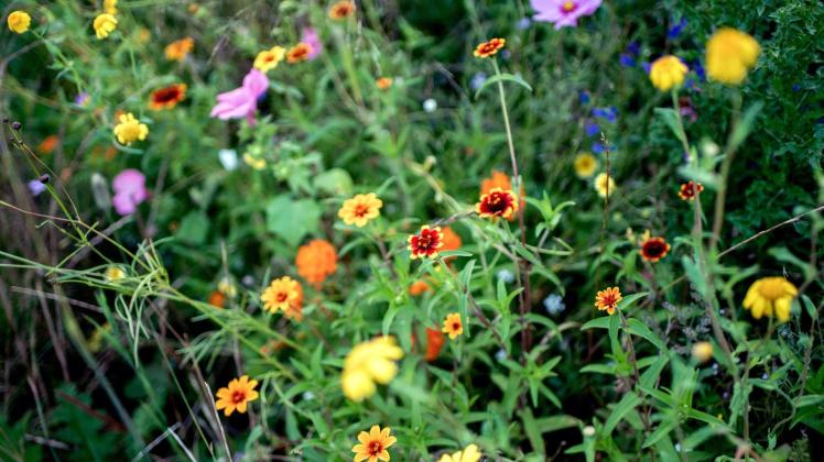 Wildblumen