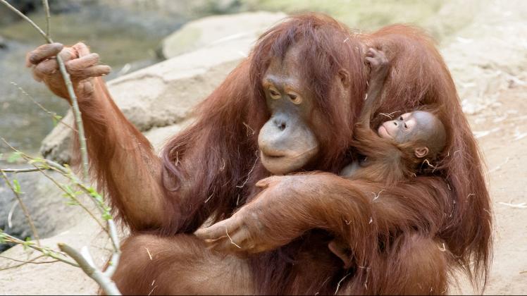 Orang-Utan-Weibchen Cantik kümmert sich sehr fürsorglich um ihr kleines Mädchen, das am 14. März im Zoo Rostock geboren worden ist.