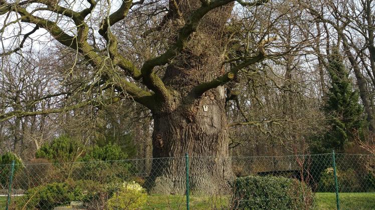 Die mächtige Eiche am Eichenweg in Schelfwerder ist mit rund 850 Jahren der älteste Baum von Schwerin.