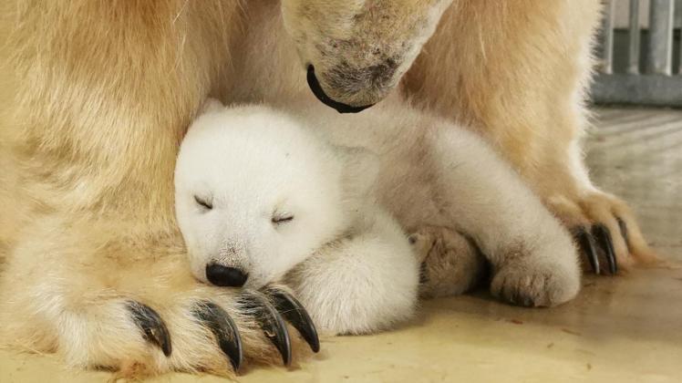 Die ersten Montagen nach der Geburt verbrachten Eisbärendame „Victoria“ und ihr Nachwuchs völlig ungestört in ihrer Höhle.