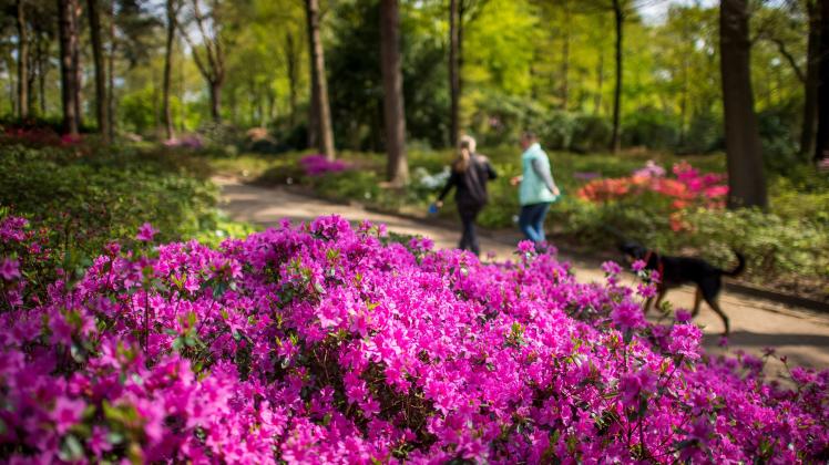 Beginn der Blütezeit im Rhododenron-Park Bremen