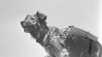 Heeres-Hunde und Brieftauben Original-Bildunterschrift: Der Hund wird in der vordersten Linie von einem Soldaten abgenom