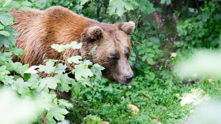 AUT - OESTERREICH, 2023-04-21: THEMENBILD - FEATURE BAER ODER PROBLEMBAER UND POPULATION (Archiv) - aufgenommen im Alpen
