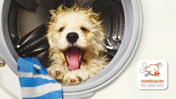 AD_Hundesalon_IMG-6067.JPG