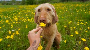  Hund riecht an Blume                              