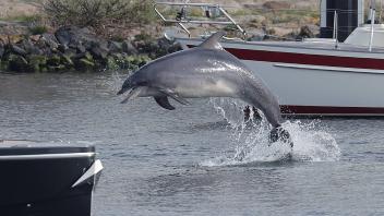 Delfin Delle begeistert die Menschen in Travemuende Travemuende *** Dolphin Delle inspires people in Travemuende Travemu