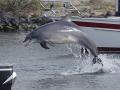 Delfin Delle begeistert die Menschen in Travemuende Travemuende *** Dolphin Delle inspires people in Travemuende Travemu