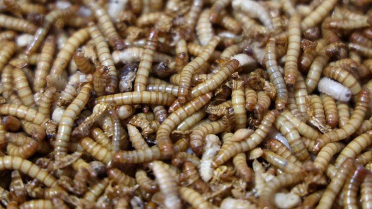 Start-up-Unternehmen produziert Insektenmehl