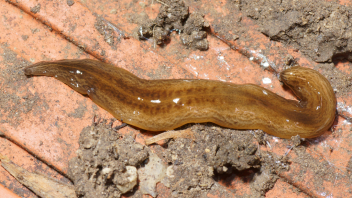 Sieht aus wie eine platte Nacktschnecke: Der invasive Plattwurm namens Obama nungara.