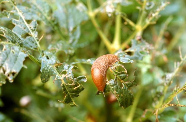 Dahlien pflanzen Expertentipps für viele Blüten im Sommer SHZ