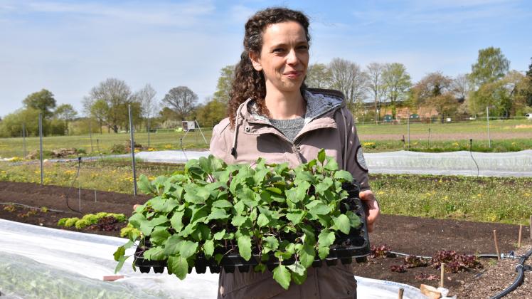 Den roten Kohlrabipflanzen hat Tina Schubbe selbst gezogen. Jetzt will sie ihre Gemüsepflanzen, ihre Feldhelden, in Hof Wandrum in den Boden setzten.