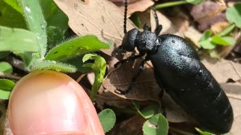 Der bei uns vorkommende Schwarzblaue Ölkäfer ist ein bis drei Zentimeter lang. Die Lebensdauer eines solchen, ausgewachsenen Käfers beträgt nur zirka einen Monat.