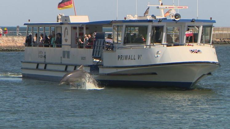 Der Delfin Delle springt in Travemünde neben der Fußgängerfähre aus dem Wasser