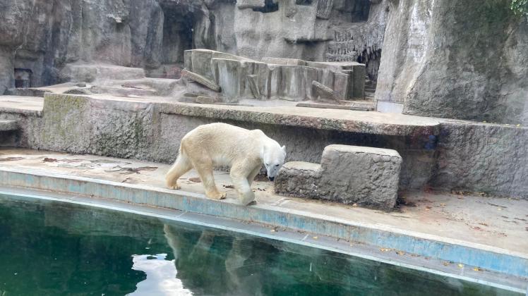 Aktuelles Videomaterial aus Ungarn zeigt Eisbär Fiete in einem offenbar schlechten Zustand. 