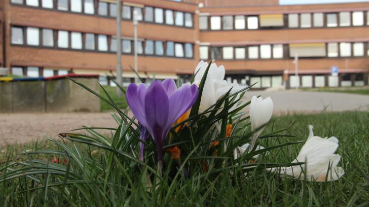 Krokusse vor dem Rathaus in Quickborn