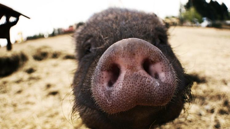 Schweine Schnauze