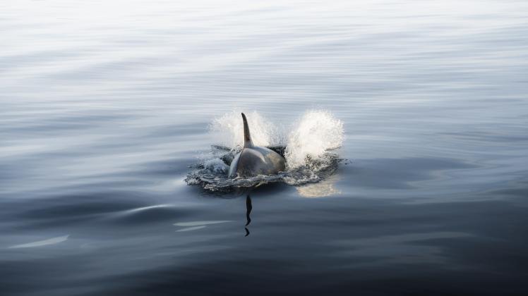 RECORD DATE NOT STATED A beautiful shot of a killer orca whale sighting swimming in dark waters in Alaska *** einer Sch