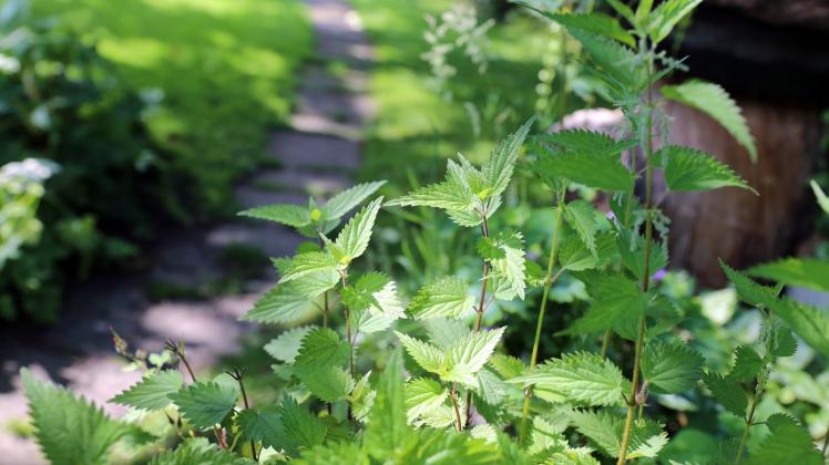 hanfpflanze natürlich düngen Green Home Hanf & Cannabis Blüten Dünger main image 0