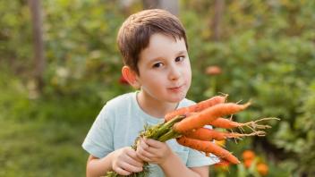 Cute boy holding carrots in garden model released, Symbolfoto, ONAF00049
