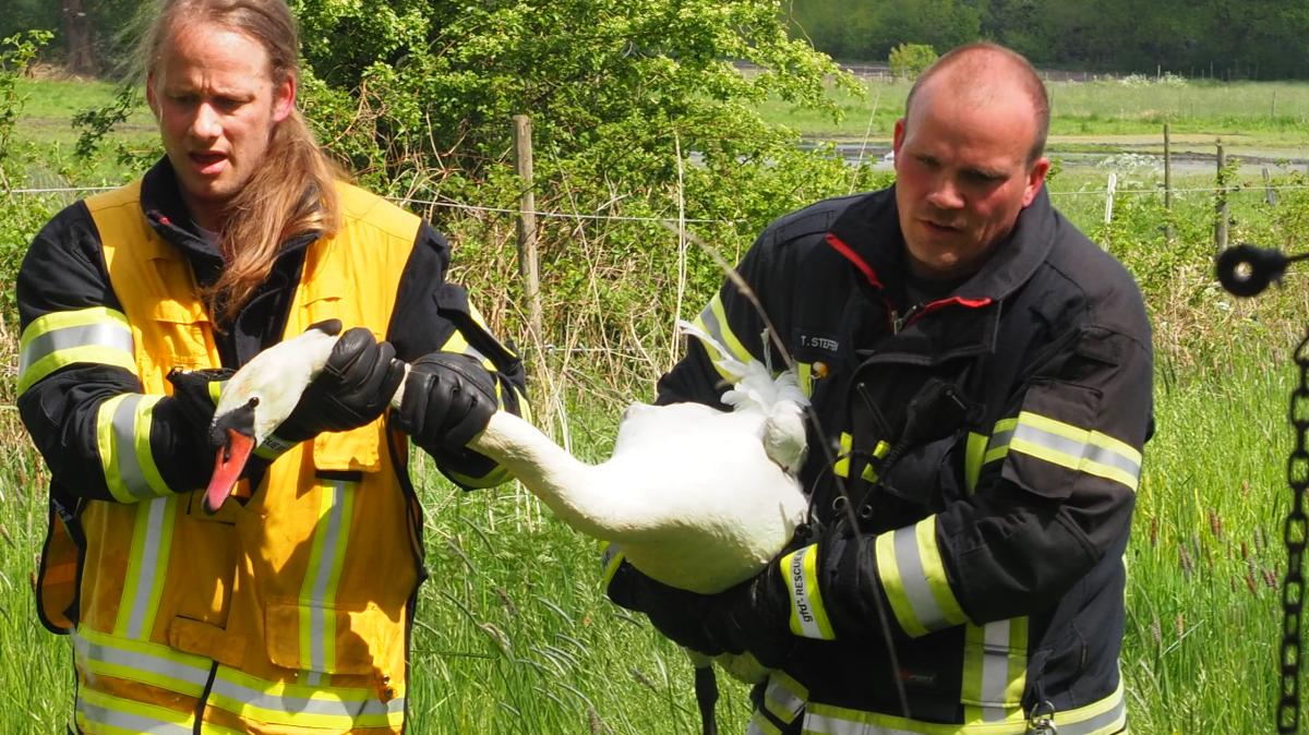 Cala Haarbürste – Entwirrt Nasses & Trockenes Haar, Verhindert Haarbruch, Ergonomisch