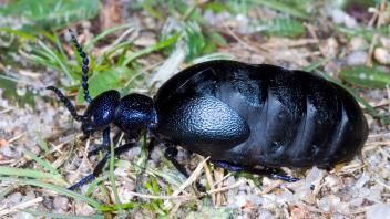 Schwarzblauer Ölkäfer - Insekt des Jahres 2020
