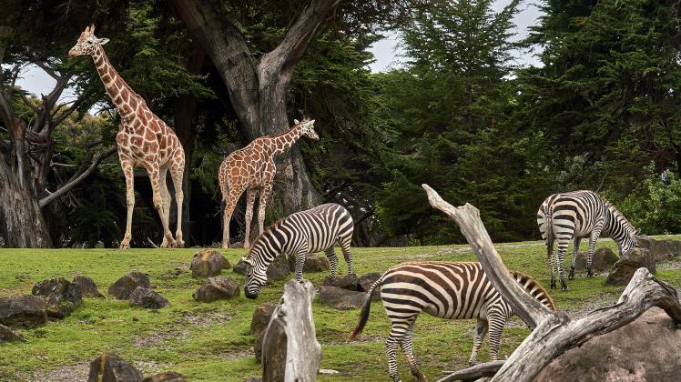 Giraffen und Zebras im Zoo