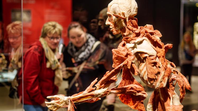 Die Ausstellung von “Körperwelten” gastiert im “Nordlicht” in Kiel - Sogenannte Plastinate geben Einblicke in die Anatomie des menschlichen Körpers - 16.05.2023 - Foto Marcus Dewanger