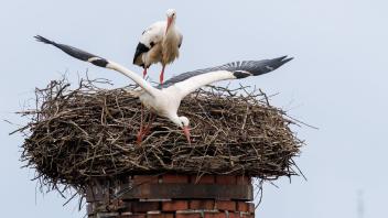 Storchennest