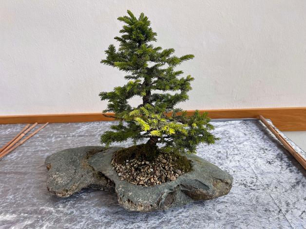 Bonsaifreunde Osnabrck: So schwierig ist es, Bonsai zu zchten