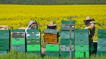 Gute Bedingungen für Bienen