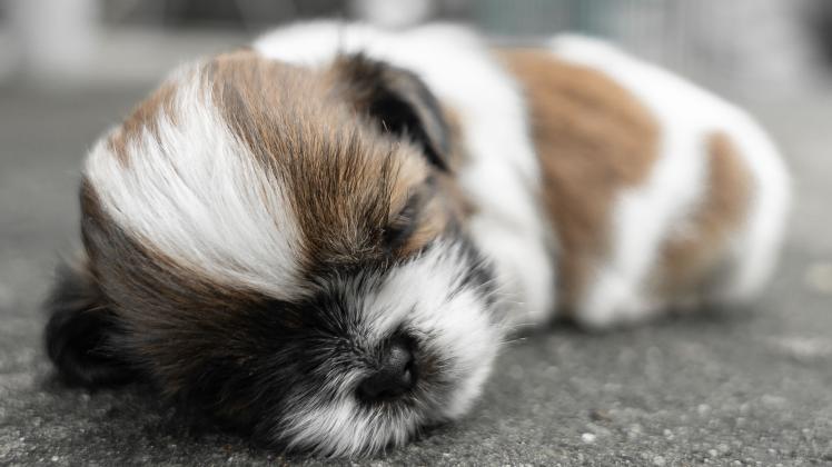 RECORD DATE NOT STATED A closeup of adorable Shih Tzu puppy sleeping on the ground *** einer closeupe des bezaubernd Shi