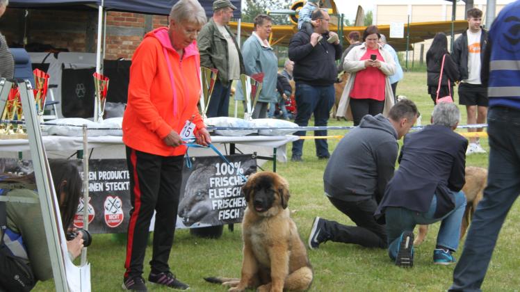 Leonberger in Wittenburg