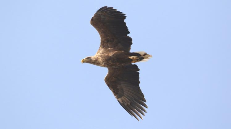Ein Seeadler