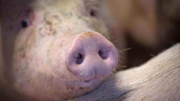 Schweinehaltung
