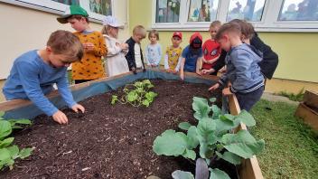 Die Kinder der Schmetterlingsgruppe aus der integrativen Kita der Lebenshilfe in Bützow pflanzen neue Zwiebeln ein. 