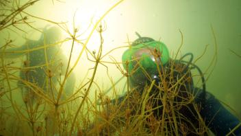 Naturschutztaucher unter Wasser