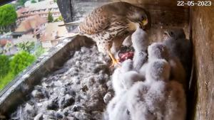 Brav warten die Baby-Falken auf ihren Anteil an den kleinen Stücke der Maus.