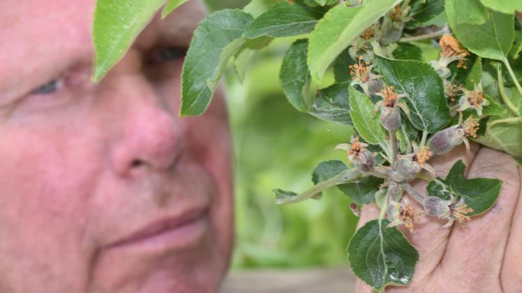 Der Fruchtstand der Äpfel macht Obstbauer Frank Fetkenheuer in Güstrow Hoffnung auf eine neuerliche gute Ernte. 