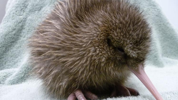 Kiwi